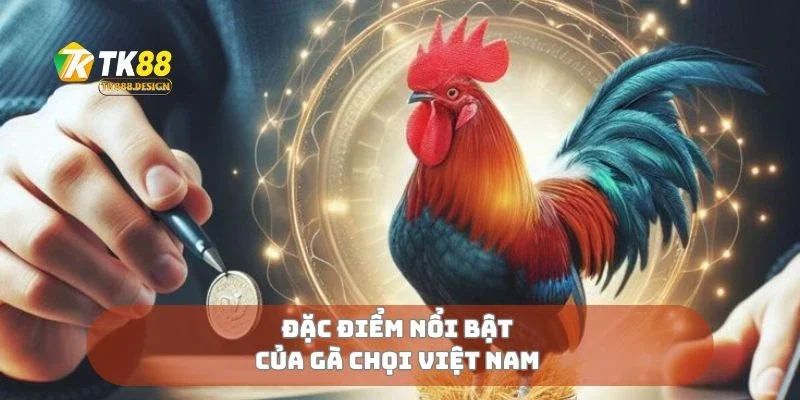 Gà Chọi Việt Nam Di Sản Võ Kê Vang Danh Đất Việt 2 Đặc điểm nổi bật của gà chọi Việt Nam