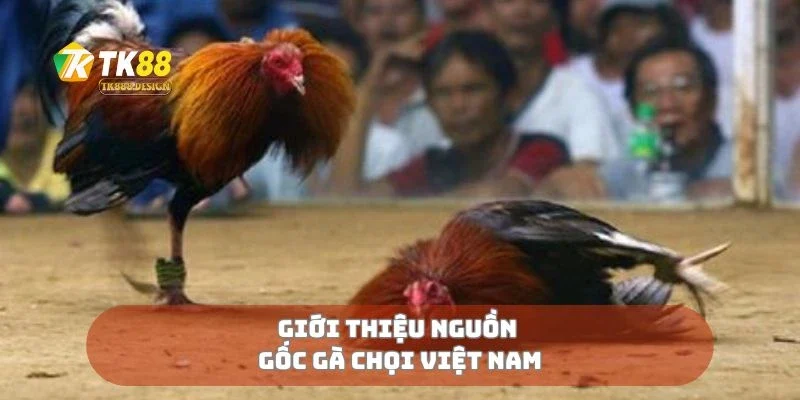 Gà Chọi Việt Nam Di Sản Võ Kê Vang Danh Đất Việt 1 Giới thiệu nguồn gốc gà chọi Việt Nam