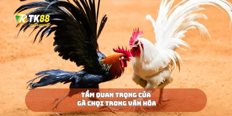 Gà Chọi Việt Nam Di Sản Võ Kê Vang Danh Đất Việt 3 Tầm quan trọng của gà chọi trong văn hóa