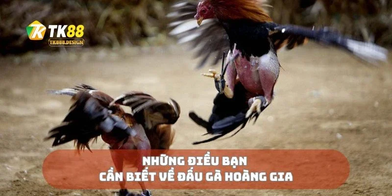 Những điều bạn cần biết về đấu gà hoàng gia