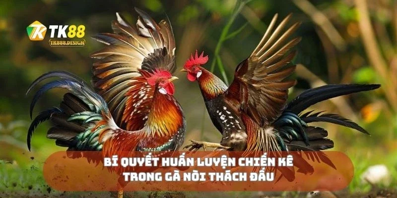 Bí quyết huấn luyện chiến kê trong gà nòi thách đấu