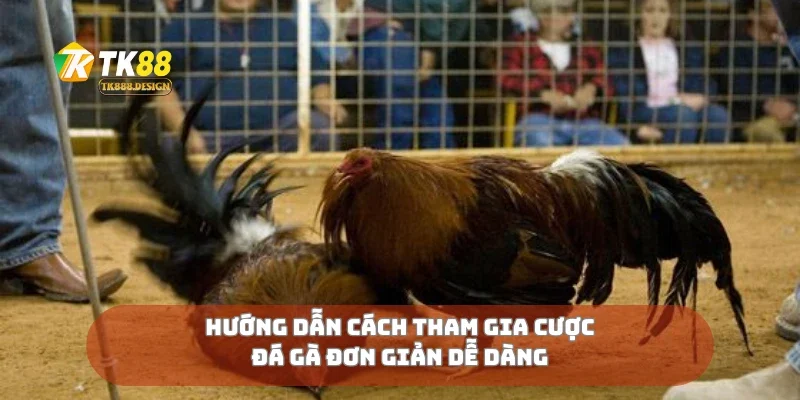 Hướng dẫn cách tham gia cược đá gà đơn giản dễ dàng